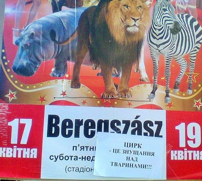 У Берегові захисники тварин протестують проти приїзду у місто цирку «Grand Circus Budapest» (ФОТО)