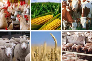У січні-березні виробництво сільськогосподарської продукції на Закарпатті зменшилося на 4,6%