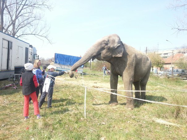 На стадіоні в Берегові пасеться будапештська слониха (ФОТО)