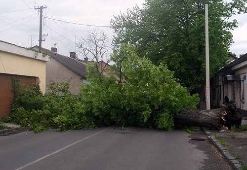 В Ужгороді зранку сильний вітер повалив одразу кілька дерев (ФОТО)