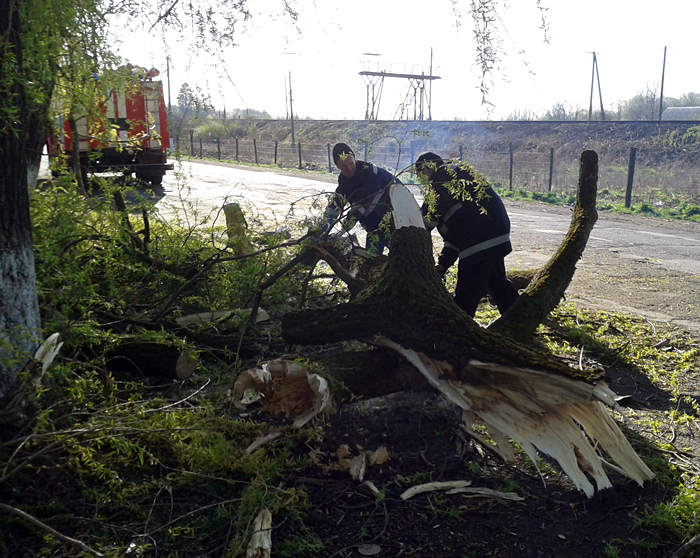 На Тячівщині від поваленого вітром дерева звільняли проїжджу частину (ФОТО)