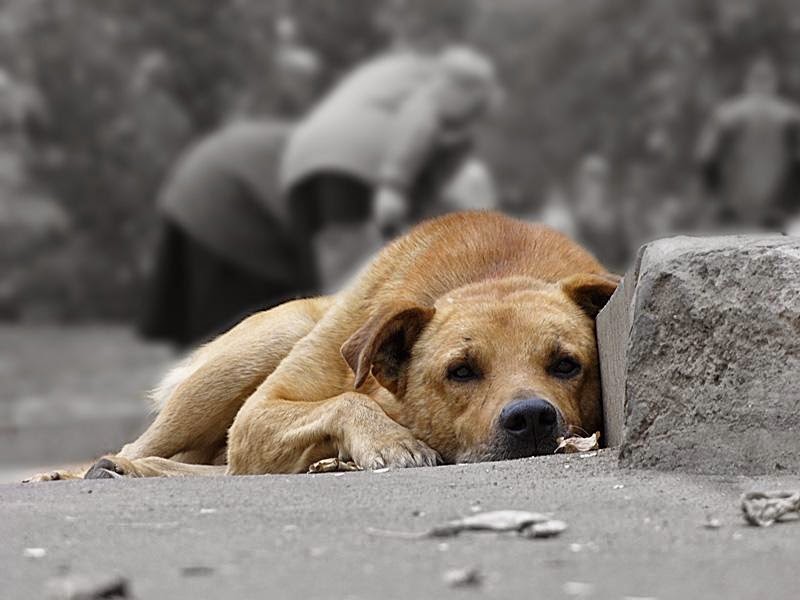 На пропозиції зоозахисників щодо вирішення питання із псами-безхатьками влада в Ужгороді воліє усуватися від проблеми