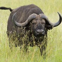 Німець у закарпатській глибинці вирощує карпатських буйволів (ФОТО)