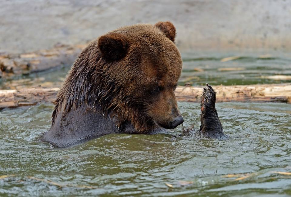 Від спеки ведмедів у реабілітаційному центрі на Закарпатті рятує басейн та "морозиво" (ФОТО)