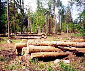 Порошківська самооборона заявляє про незаконні рубки лісу