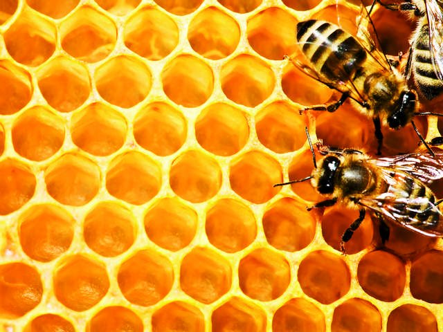 На фестивалі меду в Ужгороді буде медовий квас, вулик із бджолами та близько 20 медоробів і пасічників
