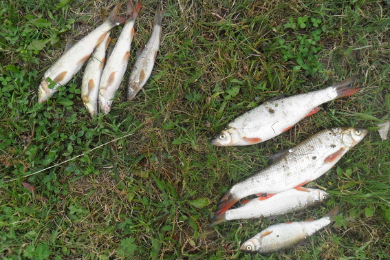 На Іршавщині затримали рибалку, який сіткою ловив у Боржаві червонокнижну рибу