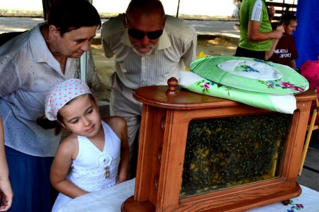В Ужгороді на фестивалі "Медовий Спас" можна побачити життя бджіл у скляному вулику (ФОТО, ВІДЕО)