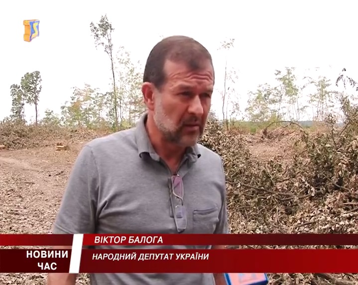 Балога особисто зупинив незаконне вирубування дубів біля сіл Гут та Жнятино (ВІДЕО)