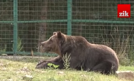 На Закарпатті ведмедям із Центру реабілітації бракує коштів, щоб пережити зиму (ВІДЕО)
