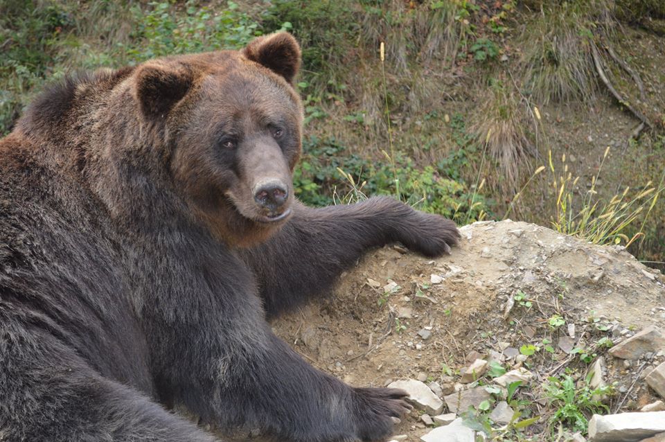 У Реабілітаційному центрі бурих ведмедів НПП "Синевир" ветеринари оглядали клишоногих (ФОТО)