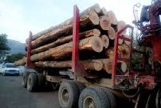 На Рахівщині затримали вантажівку, що перевозила 43 кубометри деревини без документів