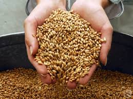 Цього року на Закарпатті намололи понад 142 тис тонн зерна