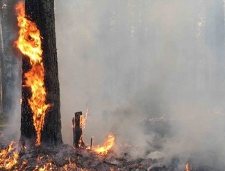 В Ужгороді "сталася пожежа в стовбурі дерева" – ДСНС