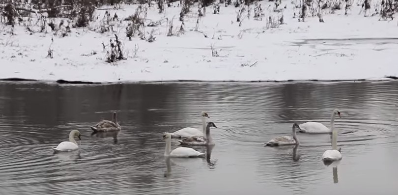 На Виноградівщині на Тисі третю зиму поспіль зимують зо два десятки лебедів (ВІДЕО)