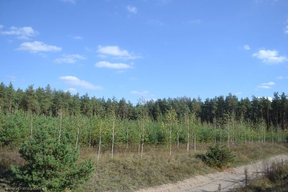 На Тячівщині посадовці "кримінально" виділили землі лісового фонду в користування, сфальшувавши документи