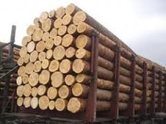 На Закарпатті знову вилучили експортований ліс на понад 170 тис грн, що його везли залізницею