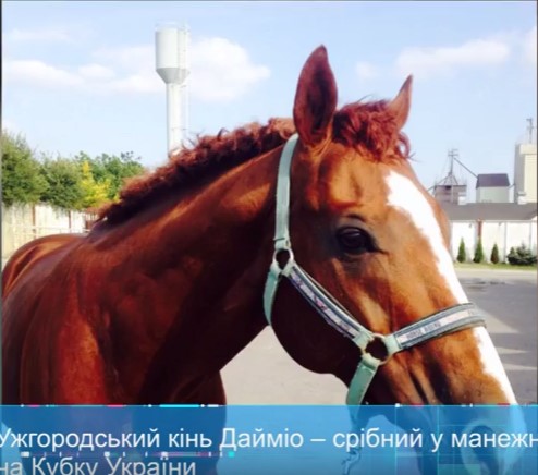Ужгородський кінь Дайміо – срібний призер змагань з манежної їзді на Кубку України (ВІДЕО)