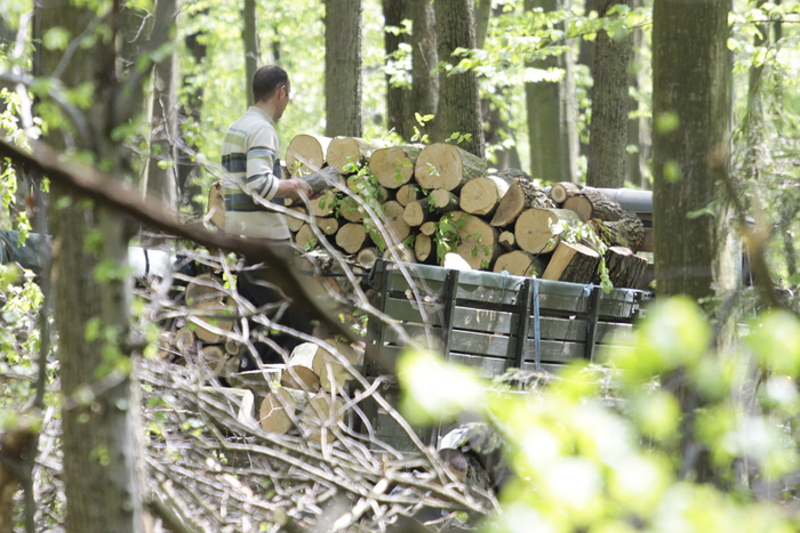 Під час обшуків у службових кабінетах керівництва "хабарного" лісгоспу на Закарпатті знайшли 15 тис грн з примітками лісу