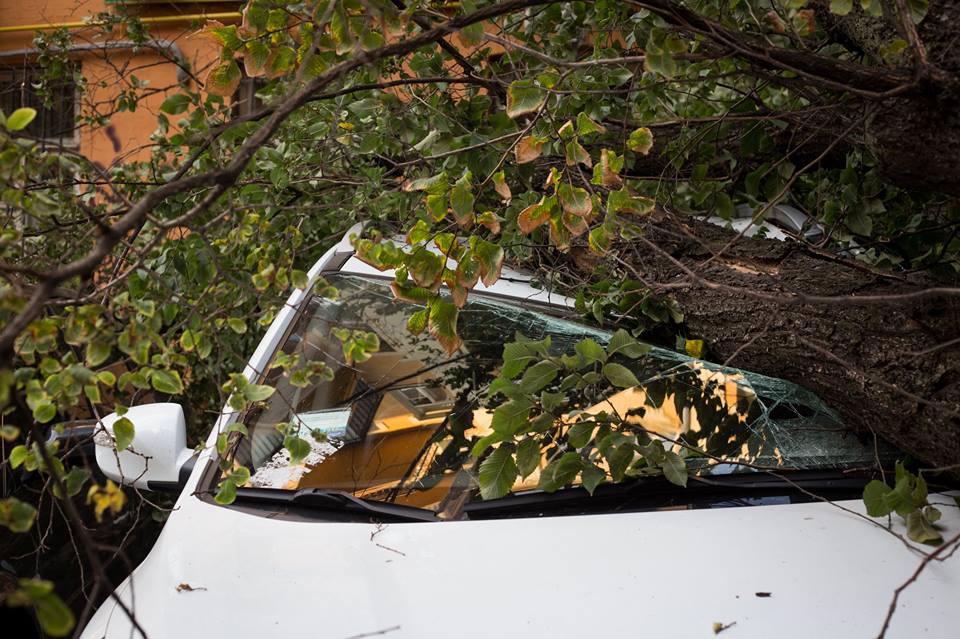 В Ужгороді на Минайській аварійне дерево впало на "Славуту"