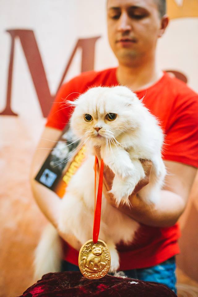 Переможцем "Міс-кіс 2016" в Ужгороді став кіт Гурем породи Hidhland-fold (ФОТО)
