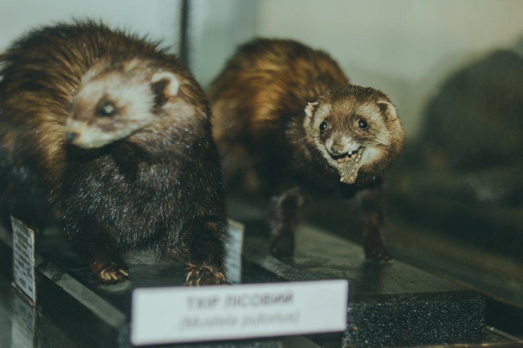Цьогоріч зоологічний музей УжНУ святкуватиме свою 71-у річницю