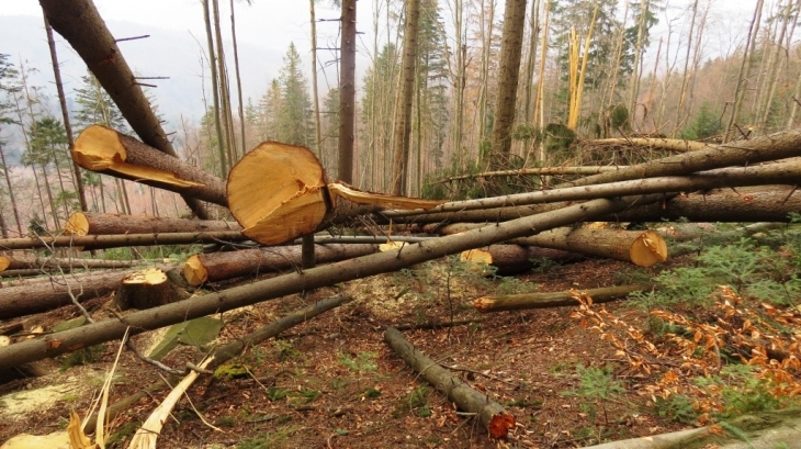 Понад 353, 5 тис грн сплатять лісогосподарства Закарпаття за шкоду, заподіяну лісу 