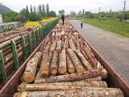 Із суду у Львові стало відомо, що Москаль ще в серпні відкликав своє розпорядження про заборону вивозу лісу
