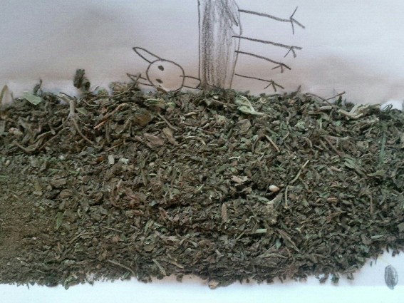 Житель Ужгородщини разом зі співмешканкою зберігали в орендованій квартирі в Ужгороді 15 г марихуани (ФОТО)