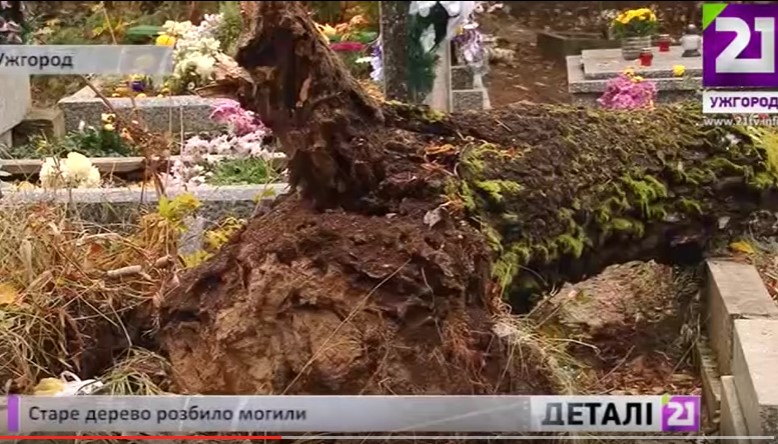 На цвинтарі в Ужгороді старе дерево розбило надгробки, стовбур лежить поміж могилами вже 4-ий день (ВІДЕО)