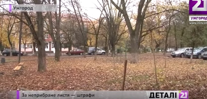 35 приписів за неприбране листя склали в Ужгороді за останні 5 днів (ВІДЕО)