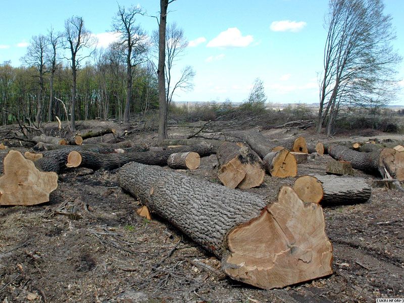 На Закарпатті незаконно вирубано 774 га лісів