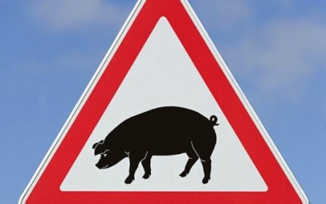 Через африканську чуму свиней на Виноградівщині введено карантин та комплексний план попереджувальних заходів