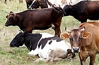 На початок лютого 2016-го у господарствах Закарпаття утримувалось  97,8% великої рогатої худоби