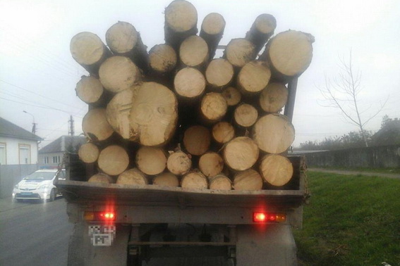 У Мукачеві патрульні затримали вантажівку із 6 кубами "лівої" деревини