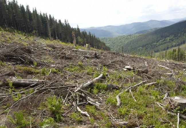 Тотальну крадіжку лісу на Закарпатті показали на всю Україну (ВІДЕО)