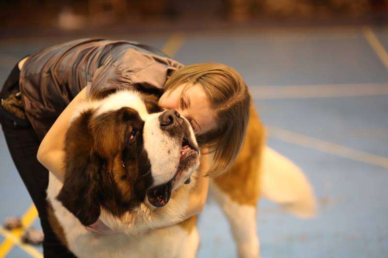 Титул переможця на Міжнародній виставці собак в Ужгороді отримав сенбернар Небу зі Львова (ФОТО)