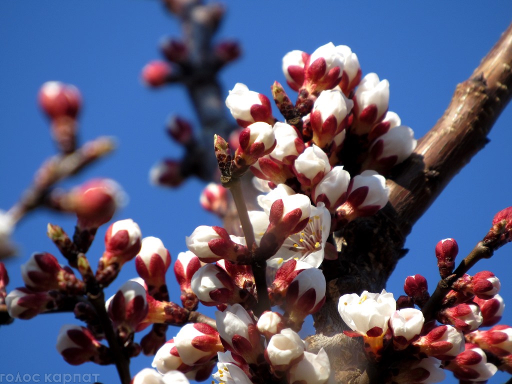 У Мукачеві вже по-весняному квітують абрикоси (ФОТО)