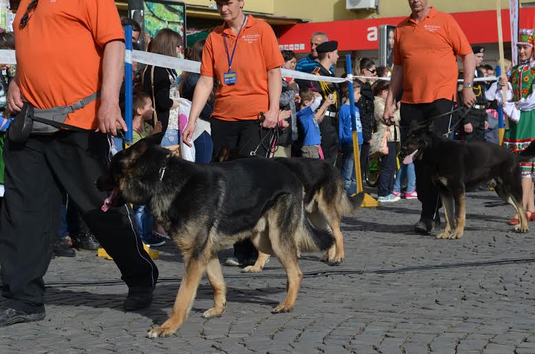 У Мукачеві стартував чемпіонат світу зі слідової роботи з собаками службових порід (ФОТО)