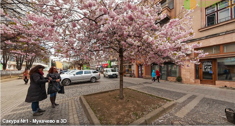 Бажаючі мають змогу здійснити віртуальний 3D-тур, аби помилуватися квітучою сакурою в Мукачеві