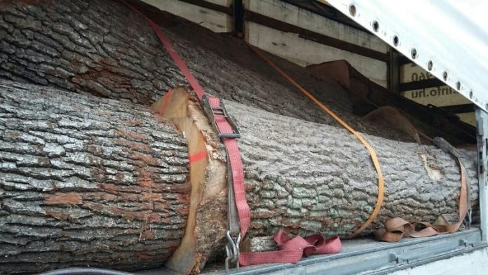 На Хустщині та Міжгірщині затримали дві вантажівки із "нелегальним" лісом
