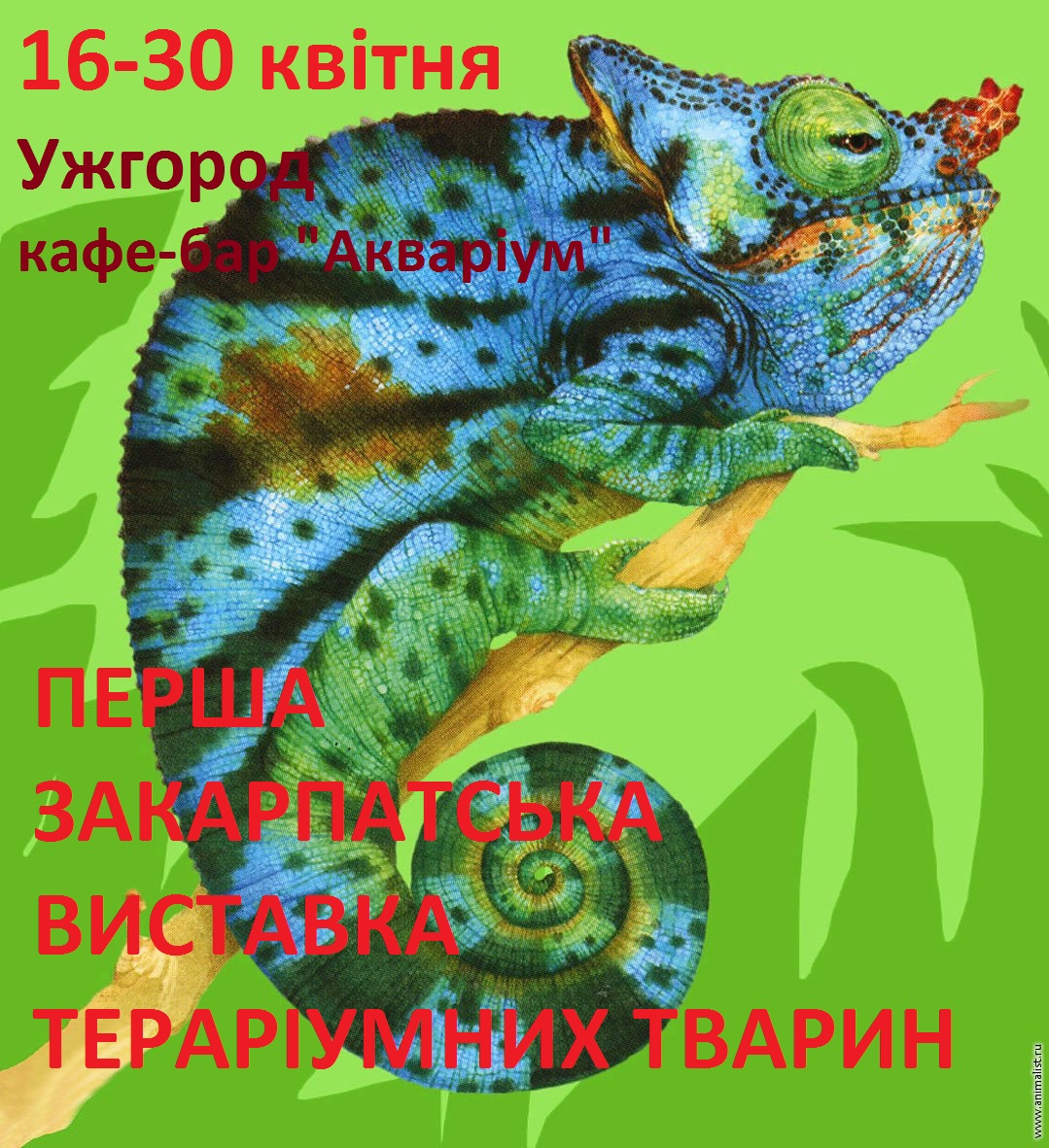 У суботу в Ужгороді відкриється перша виставка тераріумних тварин