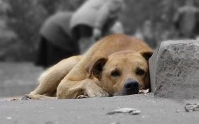 Отруєння собак в Мукачеві стає масовим