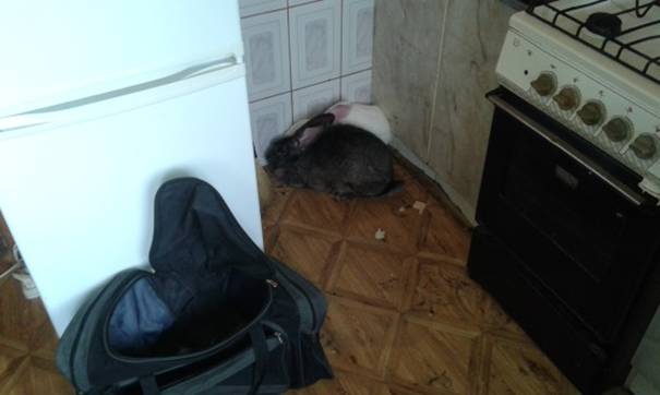 У Буштині наТячівщині п'янючий чоловік вкрав двох кроликів, бо господар відмовився їх подарувати (ФОТО)