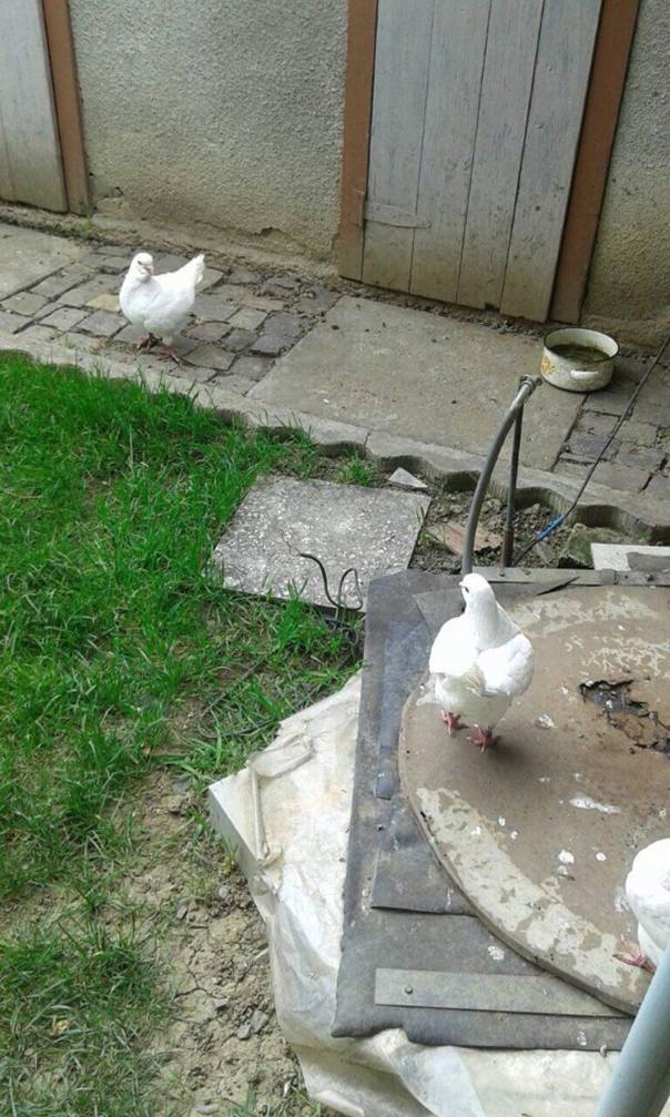 На Мукачівщині пенсіонер лише зараз повідомив про 30 викрадених ще у січні голубів на 20 тис грн (ФОТО)