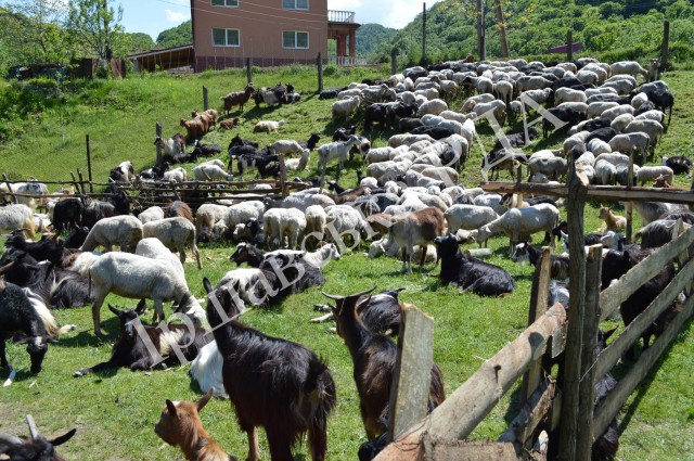 У Бронці на Іршавщині урочисто провели вівчарів на полонини (ФОТО)