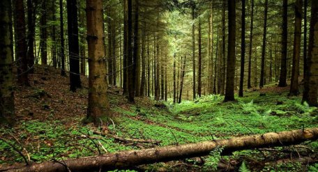 На збереження лісів Карпат, зокрема закарпатських, виділили €14 млн грантових коштів
