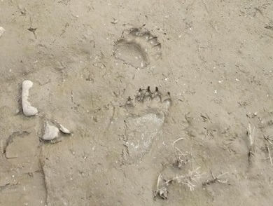 На березі Тиси біля Виноградова виявили сліди ведмедя (ФОТО)