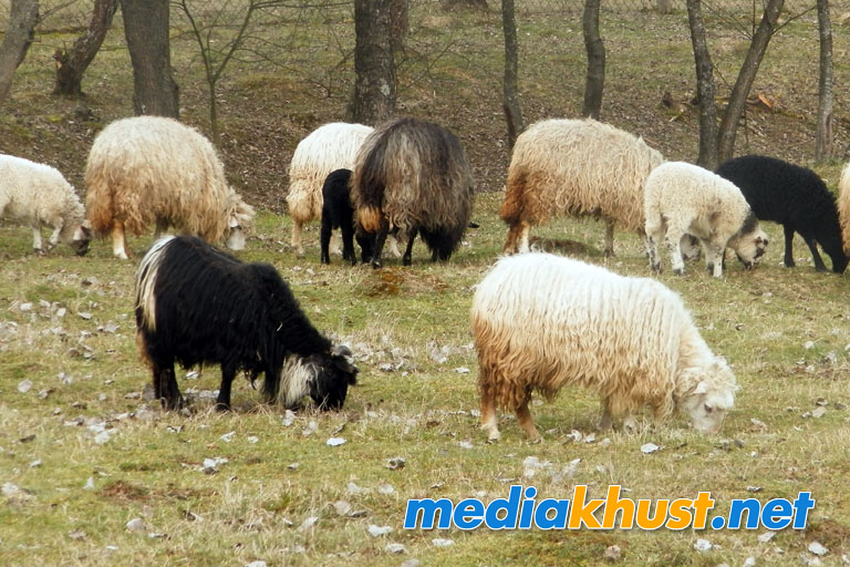 На Хустщині також провели овець на полонину