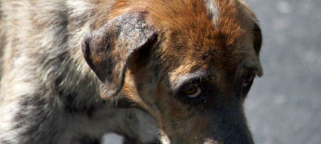 В Ужгороді за підозрою у вбивстві пса затримали ймовірного шкуродера 